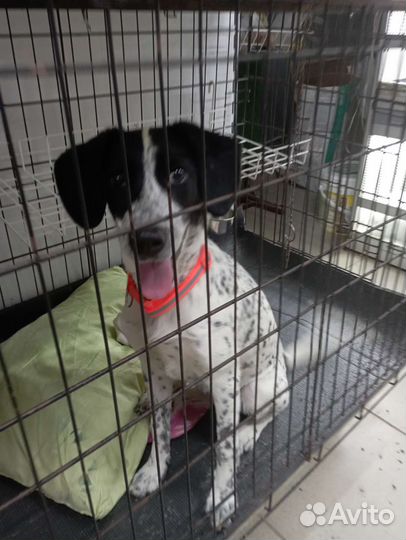 Щенок срооочно