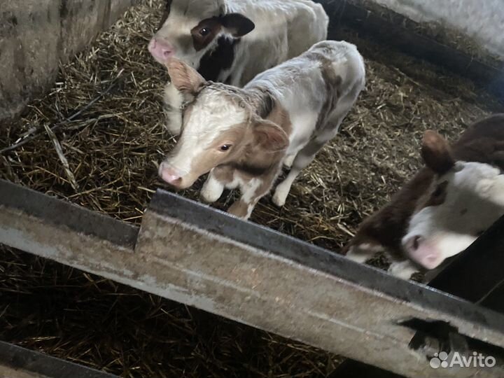 Продам телят