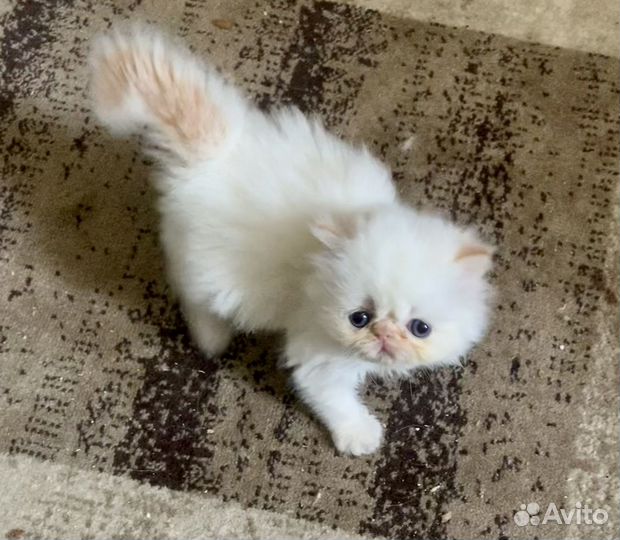 Персидская