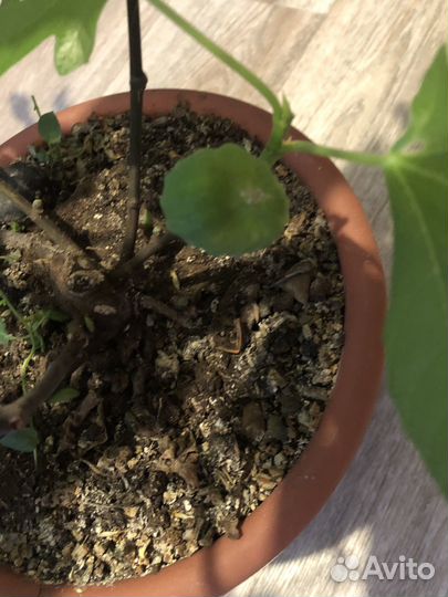 Инжир кустовой, домашний