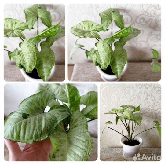 Сингониумы Панда/Фриклес/Баттерфляй