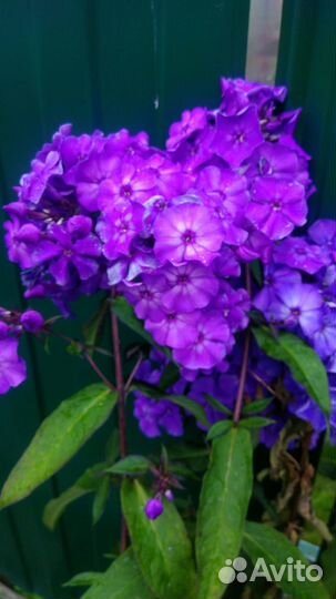 Флоксы сортовые