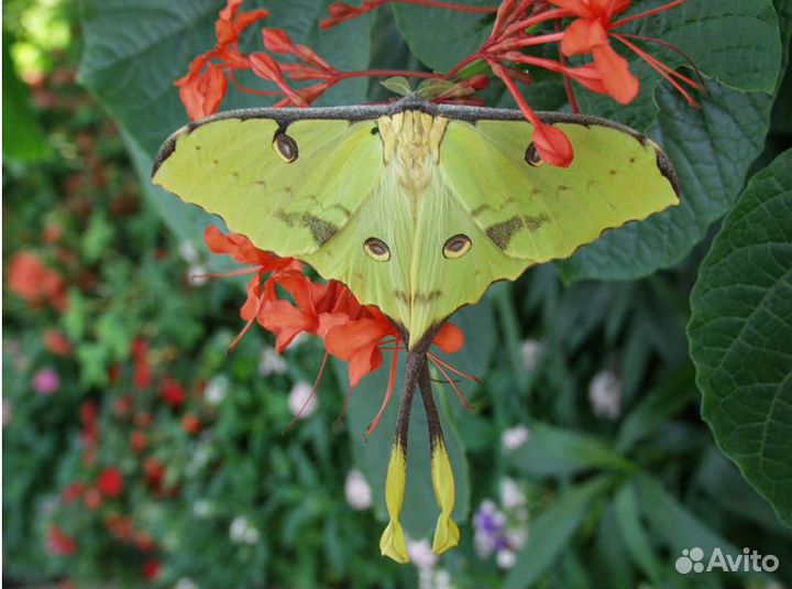 Живые тропические бабочки в наличии