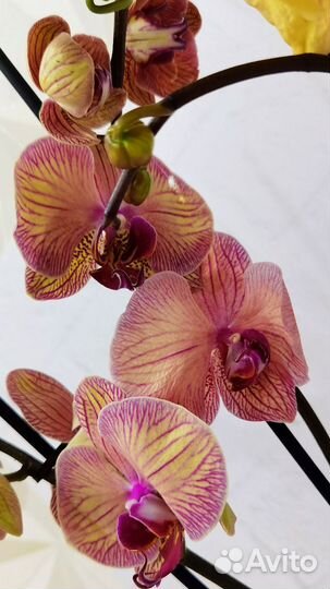 Азиат, Орхидея Younghome Golden Leopard сортовая