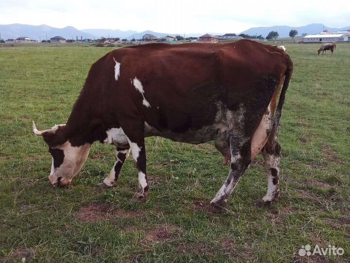 Корова дойная