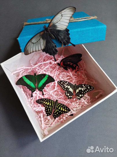 Франшиза Салюты из Живых Тропических Бабочек 3245