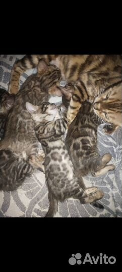 Бенгальская