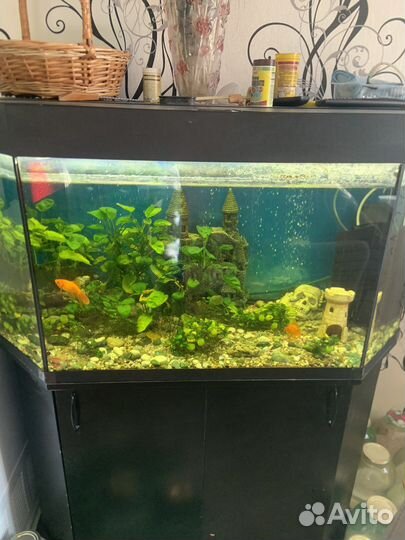 Аквариум