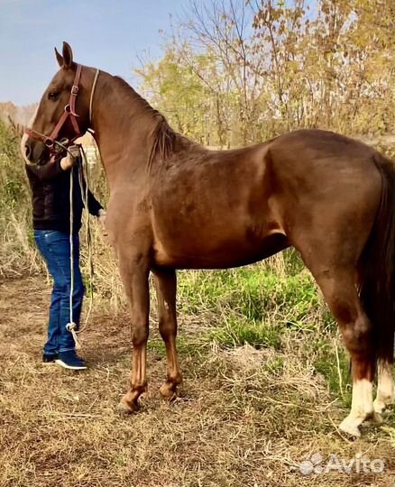 Жеребец 2года