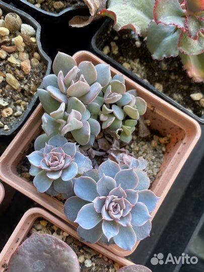 Суккуленты