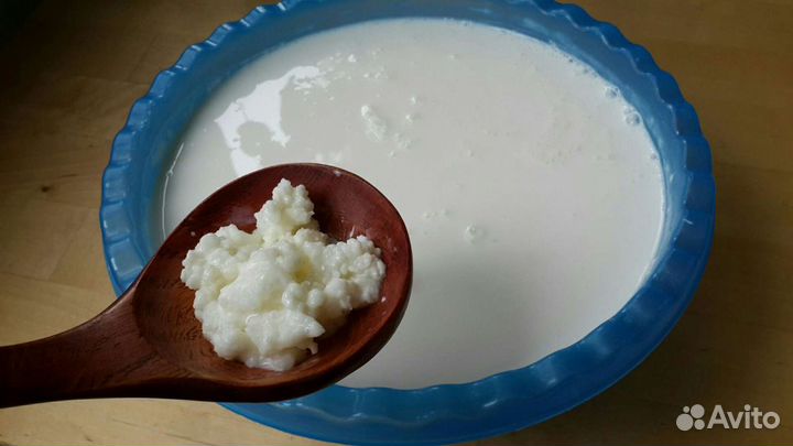 Квас медовый+ Квасная гуща Закваска 8лет Кеф. гриб