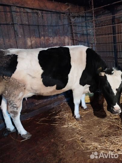 Корова дойная