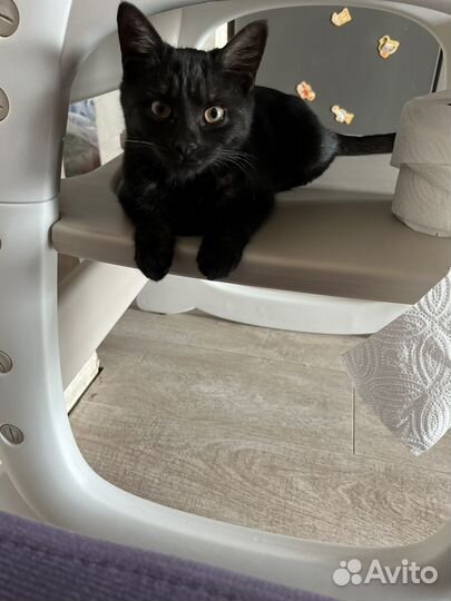 Котенок (девочка)