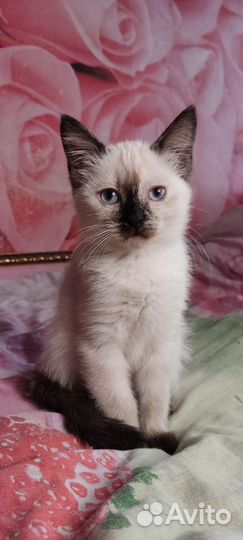 Котенок девочка с голубыми глазами