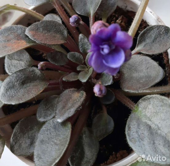 Сортовые фиалки