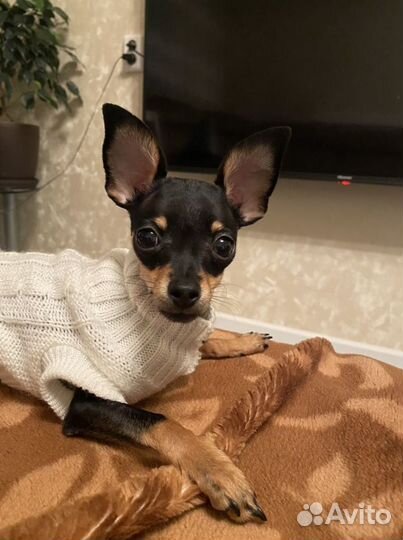 Мини той-терьер вязка ищем жениха