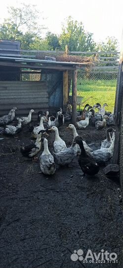 Мясо утки (башкирская, голубой фаворит)