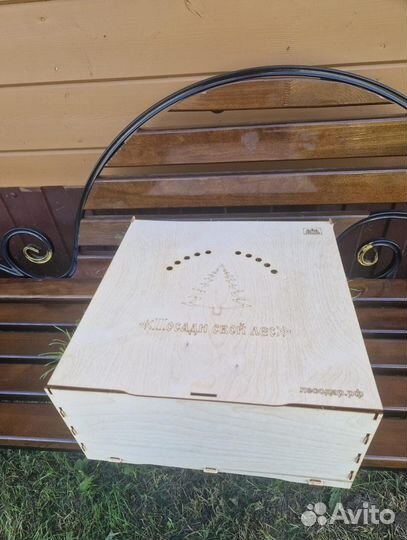 Саженцы ели окс от производителя