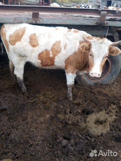 Быки, коровы