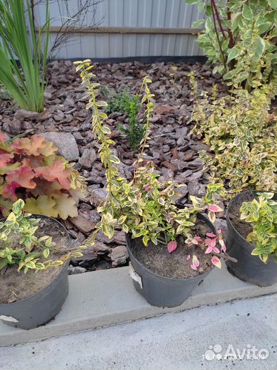 Бересклет Форчуна