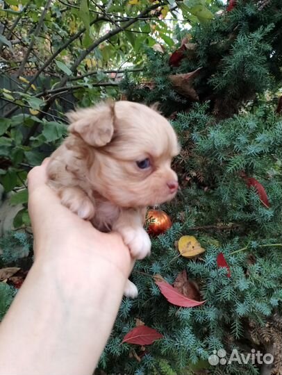 Девочка мерле