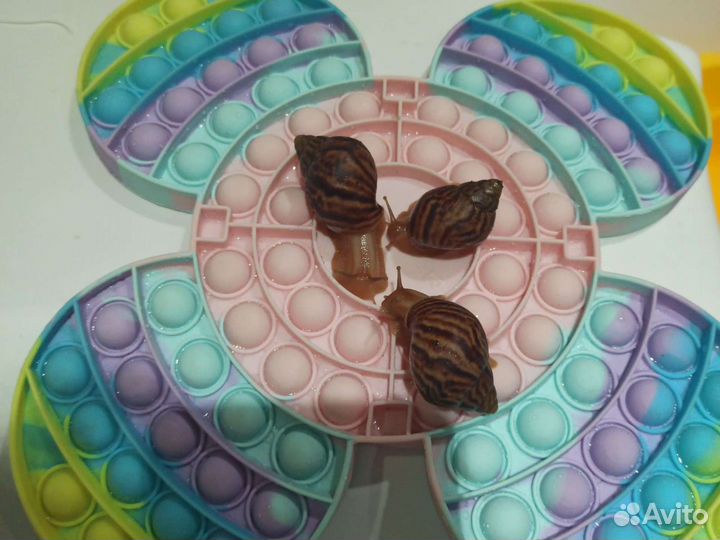 Улитки ахатины