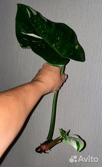 Филодендрон