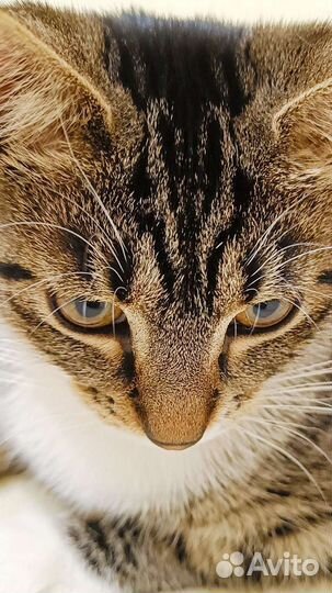 Присмотрю за вашим животным