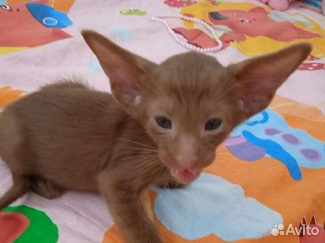 Шоколадная кошечка Ориентальная порода