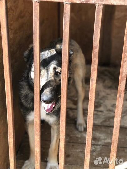 Собака Грэтта в поисках дома