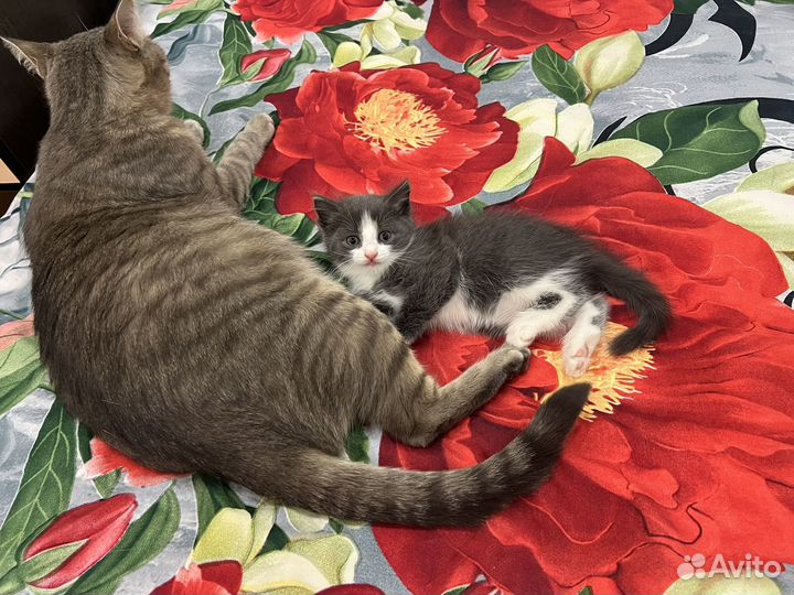 Котенок бесплатно