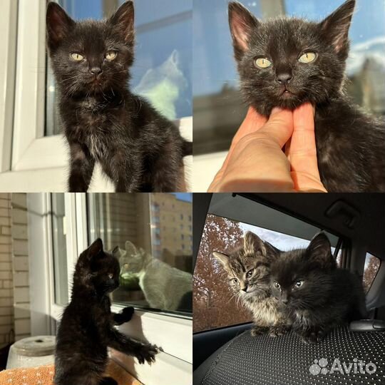 Марго в поисках дома