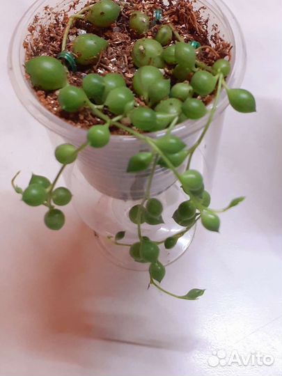 Крестовник роули