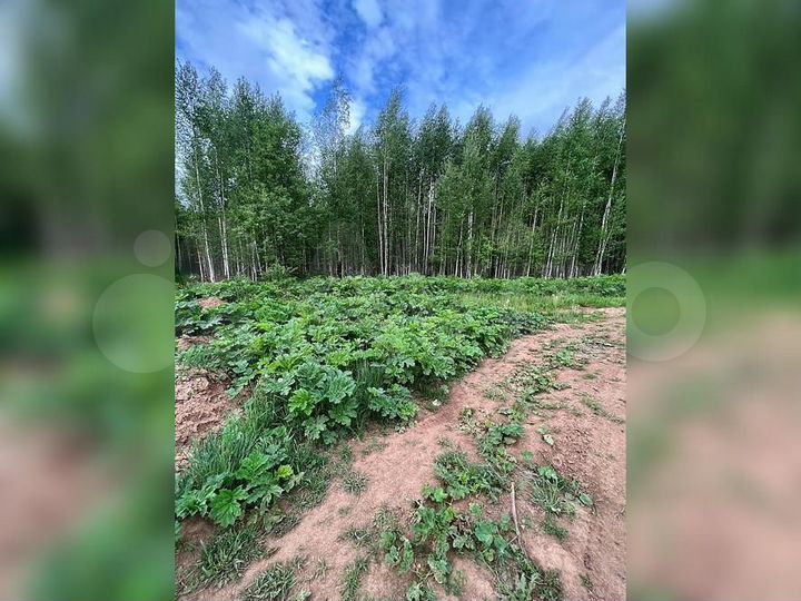 Участок 60 сот. (ИЖС)