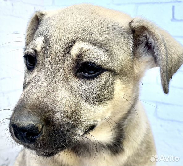 Щенки в хорошие руки