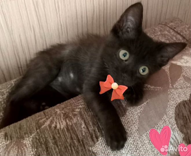 Котенок девочка