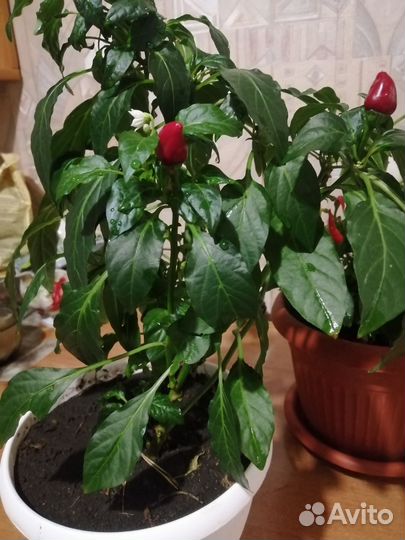 Перец комнатный острый