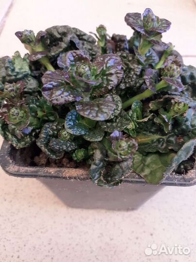 Живучка пирамидальная