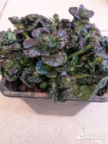 Живучка пирамидальная