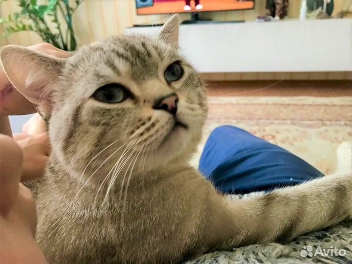 Шотландский кот на вязку