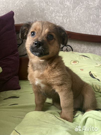 Собака в добрые руки щенок девочка