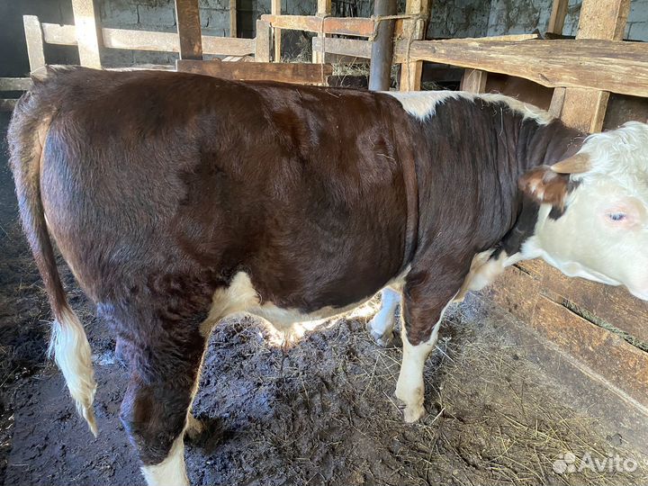 Герефорд телята