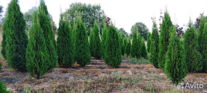 Туя Смарагд