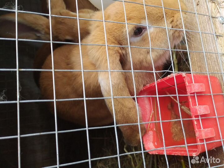 Кролики мясных пород