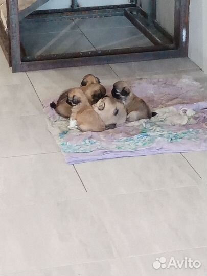 Щенки пекинеса