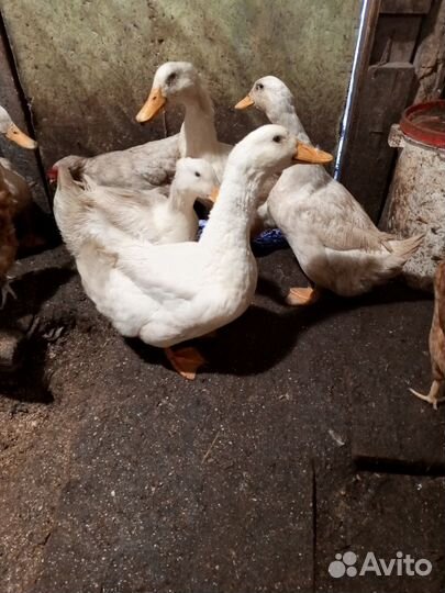 Инкубационное яйцо утки