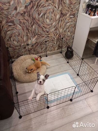 Вольер для кошек и собак