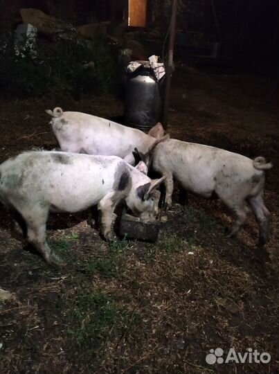Поросята