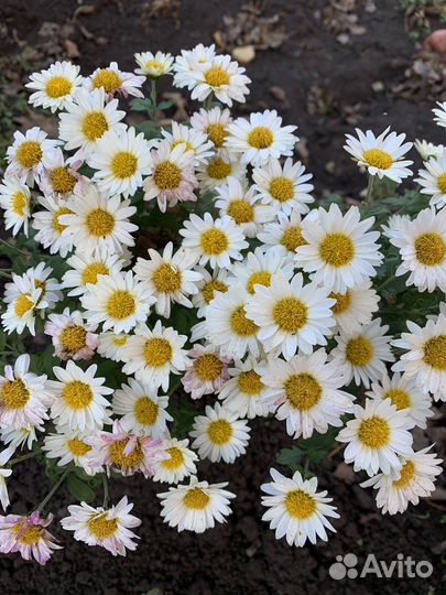 Хризантемы мультифлора черенки