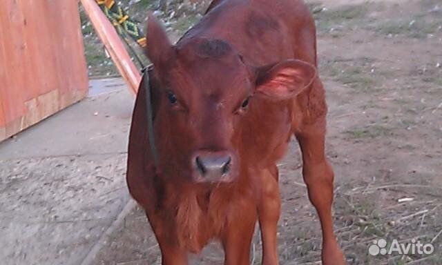 Телочка 2 мес